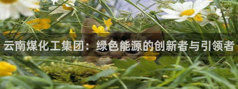 球盟会出款黑了：云南煤化工集团：绿色能源的创新者与引领者